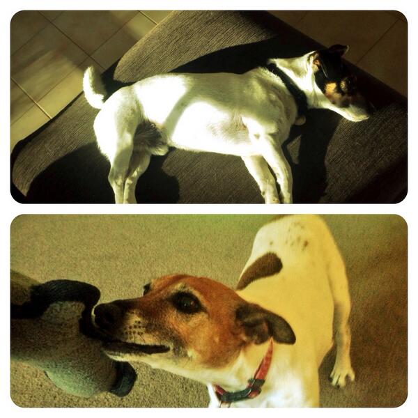 MickyC74's tweet image. After a long walk guess which one is 12yo &amp;amp; which one is 5yo? #theresonlyonemagsy #wearydude