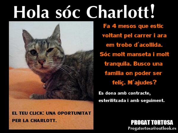 PROGATortosa's tweet photo. CHARLOTT busca una familia... Ens ajudes? http://t.co/8upeho5bUG