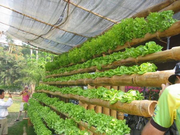 MillsNutrients's tweet photo. Hydroponic nutrients Optimizes the transport of water and nutrients within the plant.. http://t.co/sv5HxTFCeh http://t.co/zQGzQUEQ25