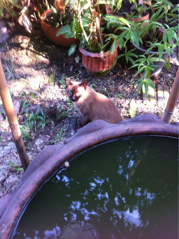 feelcom's tweet image. 태국의 흔한 길고양이는 샴고양이네...