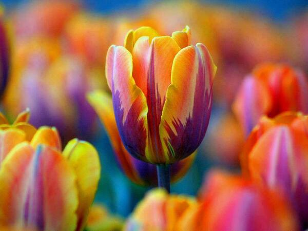 Gabriele_Corno's tweet photo. Tulip #Spring http://t.co/OeL4pio4GU