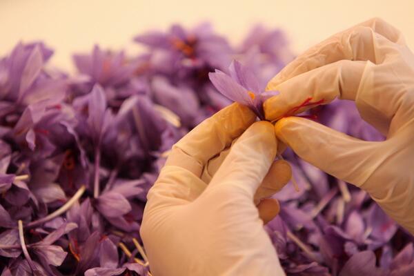 AMSimo's tweet photo. Tra i fiori della Primavera anche quelli dello #Zafferano? Stay tuned... #Leprotto50 c/@StudioContatto http://t.co/X5P7oL197r