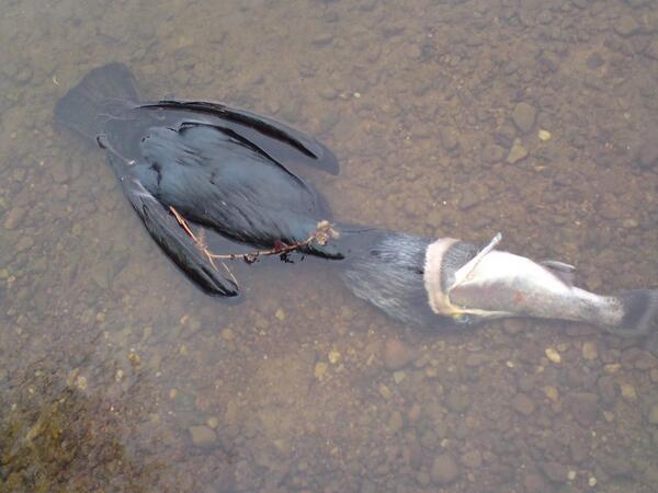 Spider_fishing's tweet image. This picture was taken at @lockwoodfishery Looks like the fish got its own back in its dying throes.
