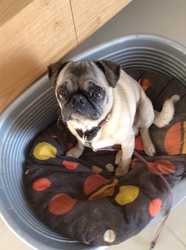 Chuckypug's tweet photo. Yay 100 followers ! http://t.co/JRguCWk3L8