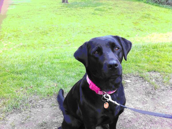 CarolinePerry1's tweet photo. @LostDogsHome Tilly, our 6 yr old black Lab, went missing in Holywood, N Ireland 3 weeks ago. Pls RT http://t.co/RQbwrz8PoK