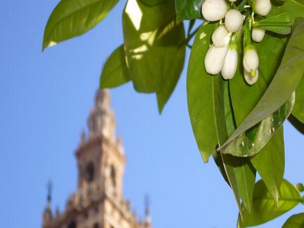 PRNetworkSCA's tweet photo. Carlos Herrera: "La primavera le pide la venia a Sevilla, y Sevilla le dice que si". http://t.co/nh9i90OwHu