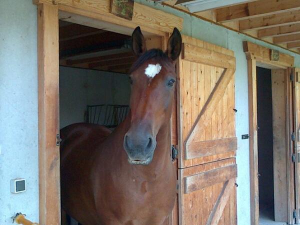 directionner74's tweet image. Cheval de ma tatie