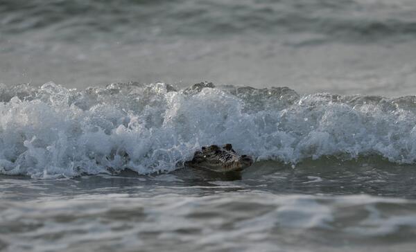 TheNTNews's tweet photo. MARK CROC-ILUPO: HERE’S ANOTHER ANGLE OF OUR SURFING CROC. GNARLY (SKIN), DUDE! http://t.co/XavQBzv2mI http://t.co/F3YlzOFCPm
