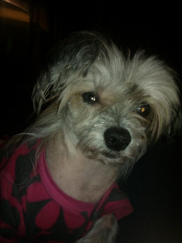 sangreat kennels rehoming