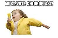 Vote chloroplast!!! #organelleelection2014🌼🌺🌻🌹☀️ ☀️