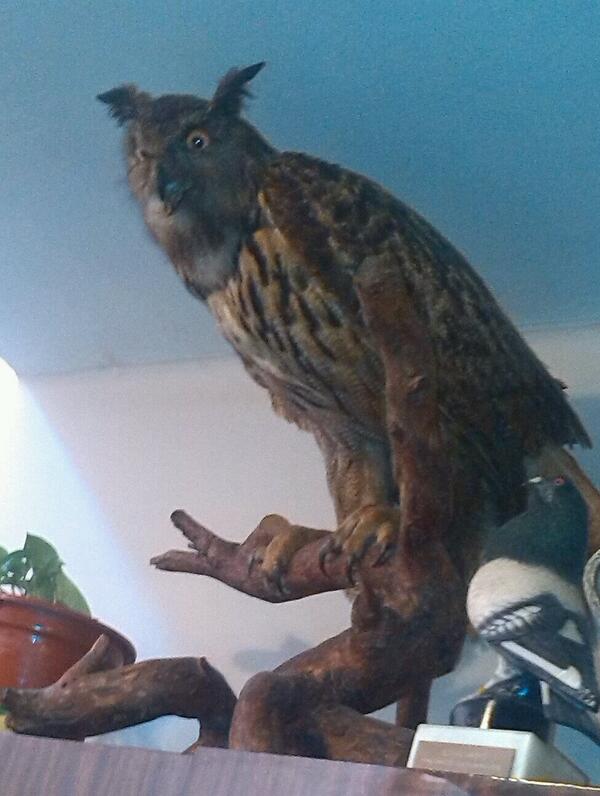 GilIsert's tweet photo. Estés es el buho k todo lo ve jajaja http://t.co/VeGsbnFLrg