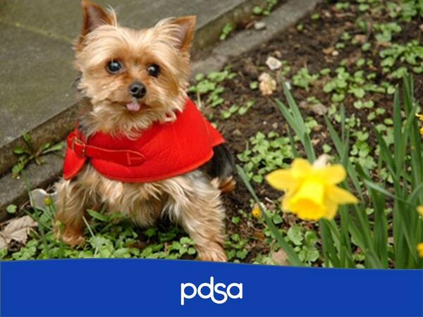 PDSA_HQ's tweet photo. Pls RT: All parts of the daffodil are potentially harmful to pets! Signs of poisoning inc vomiting,diarrhoea&amp;drooling http://t.co/OjSfRhwOuq