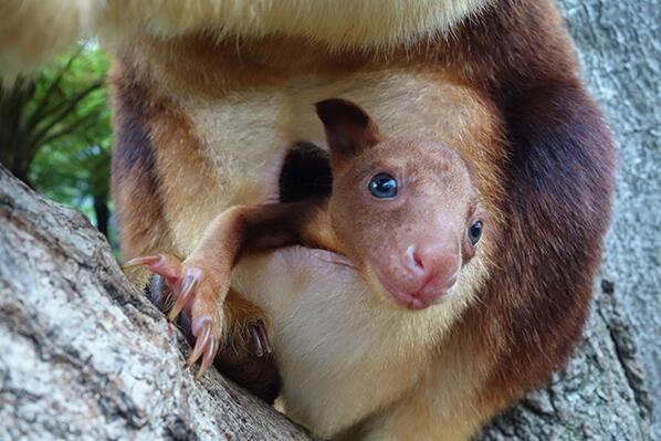 #cute #animals RT <a href="/PlanetGreen/">Planet Green</a>: Baby kangaroo plays peek-a-boo from mom's pouch (see more) mnatu.re/1paSoV3