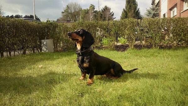 tiximcfly's tweet photo. @nokia My #dachshund taken with #lumia820 http://t.co/lSD3lTtOa3