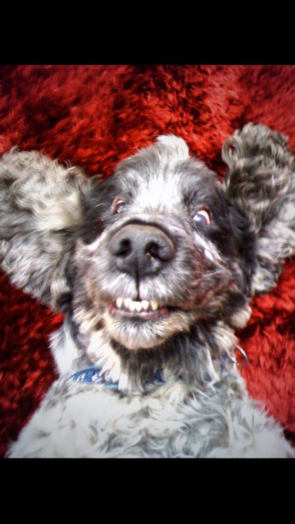 Bex Jenkins tweet media