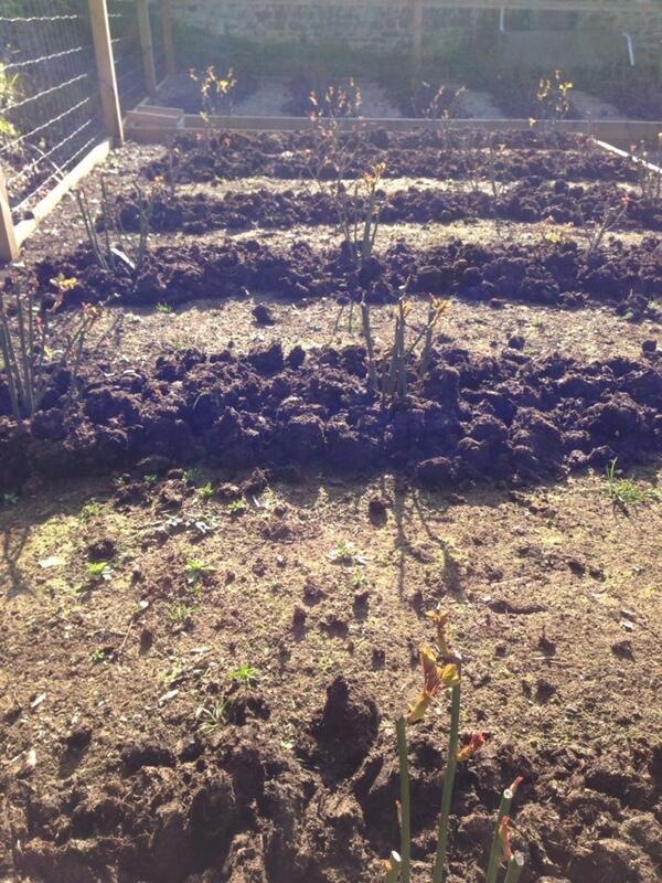 Roses have compost feed all ready to bloom this Summer!#scentedroses #rosacheney rosacheney.com