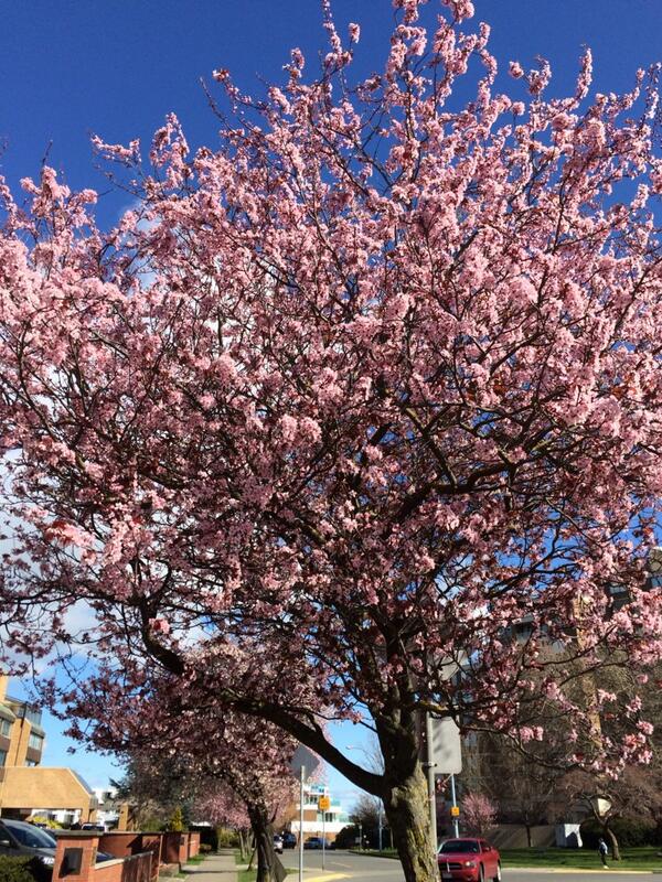 YolandaHadid's tweet photo. ❤️This makes me happy....... #ChildhoodMemories #SpringTimeIsAlmostHere http://t.co/luobVcoTCk