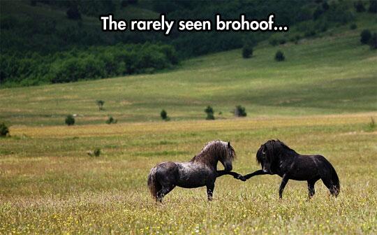 MensHumor's tweet image. Brohoof!