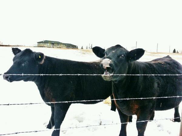 CodyCreelmanDVM's tweet image. Your arm goes where?! 
#cowproblems