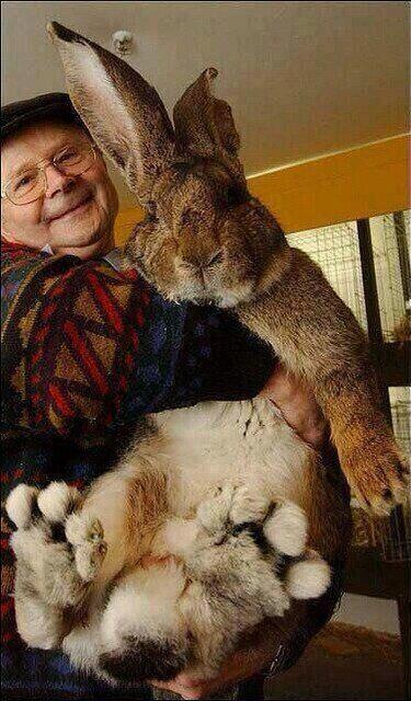mareinmsalgado's tweet photo. “@Maria_Emmilia: “@HechosEnElMundo: Ralph, el conejo m��s grande del mundo. http://t.co/W8zRBVPV5O”@mareinmsalgado” lo quierooo!!!!