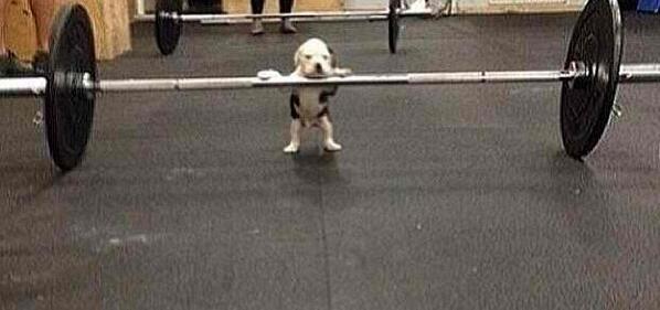 Chillerdomm's tweet image. This is how I feel when I get back into working out.