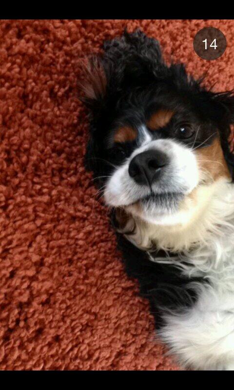 In love with this dog