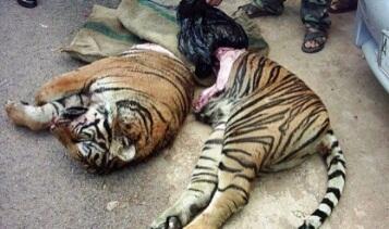 Tigers4Ever2010's tweet photo. Seeing a wild #tiger like this makes us cry from the bottom of our hearts: http://t.co/ATommLMm6N