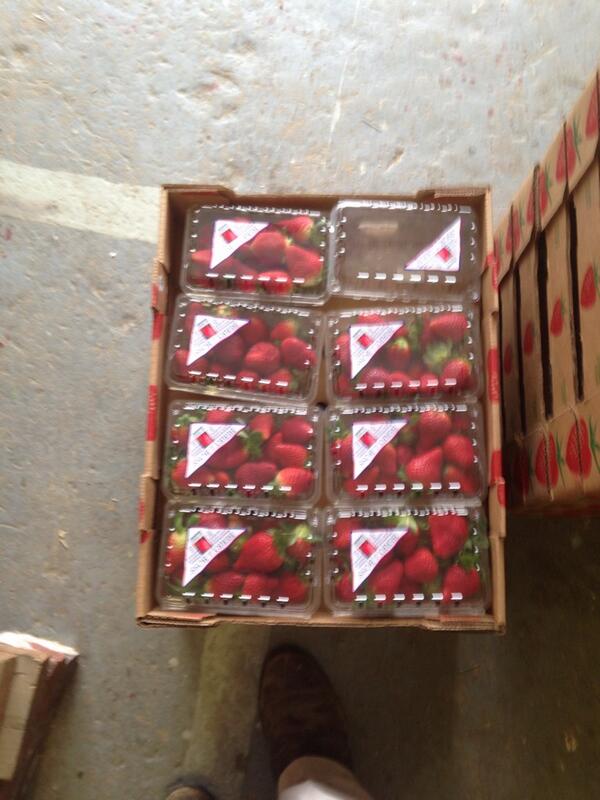 SpringGardenFFA's tweet image. Strawberries have arrived! Pick your order up tomorrow! We have a few extra, so get yours before their gone.