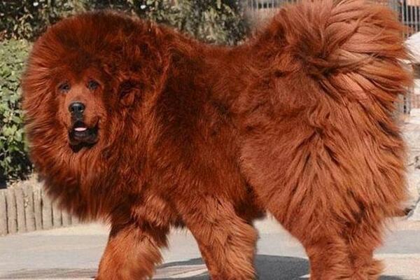 _BenjaminCornu_'s tweet photo. Voici le chien le plus cher du monde, 90 kilos pour 1,39 million d'euros : http://t.co/kx7z1MF6IQ via @le_Parisien / http://t.co/u4Bd3ggxY1