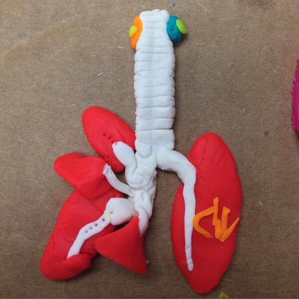 Rat organ challenge using playdo for Histotechnology professionals day. Very creative. #histology #playdo #pathology