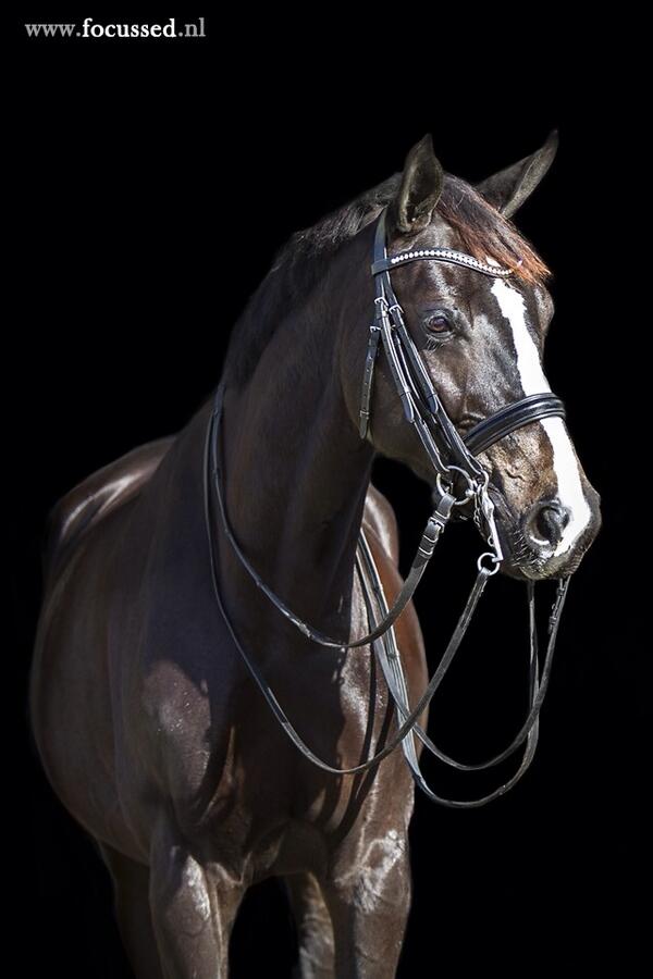 For sale black mare 2005 z2 dressage à perfect top dressage mare for higher levels.