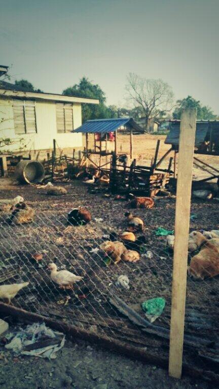 Apitt1900's tweet image. Ayam Itik Kambing tiap tiap hari banhun awal. Rugilah bagi manusia yg sia2kan masa nya disebabkan tidur.