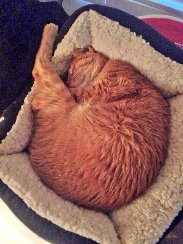 AdamsonCorey's tweet image. Hard at work. #cat #sleepsallday #batshitcrazyatnight