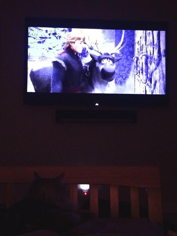 bella_postle's tweet photo. My cat loves Frozen! http://t.co/ppGrPWPuy0