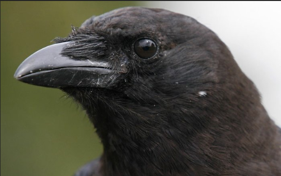 Ithaca_Crows's tweet image. #selfie