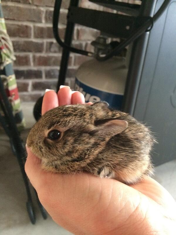 aalyssar_0743's tweet photo. Easter came early at my house!!! http://t.co/WzD2tp1gQ1