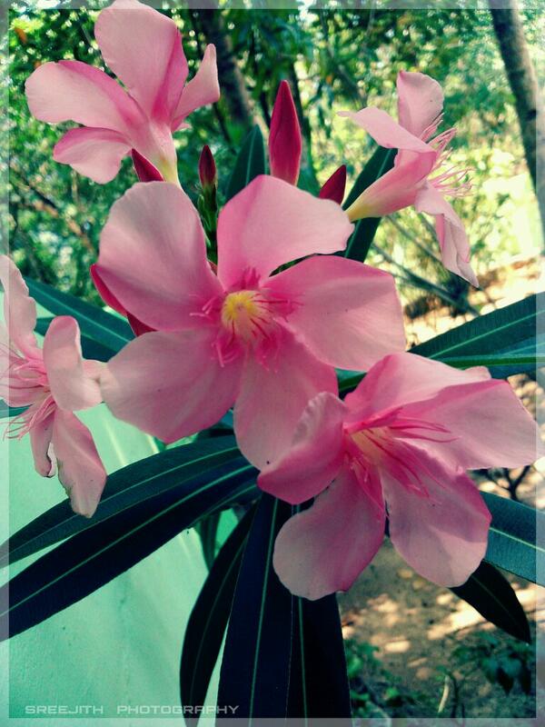 sreeworkz's tweet image. Blooming