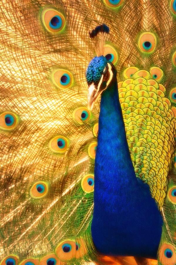 AngelSlickdic's tweet image. Im a peacock