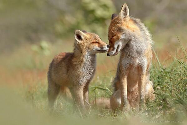 ScenesoftheWild's tweet photo. Fox Felicity by Roeselien Raimond http://t.co/HIWAKzavYy