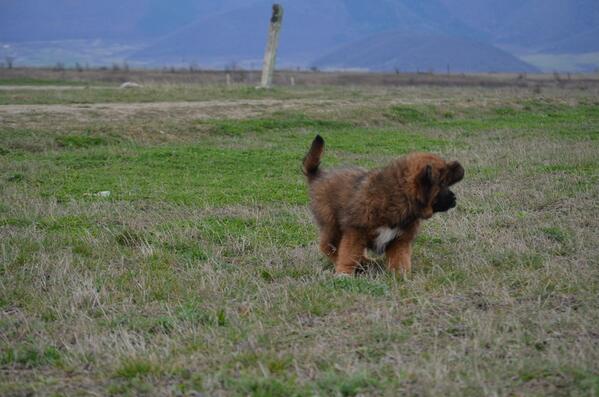 tibetan mastiff de vanzare