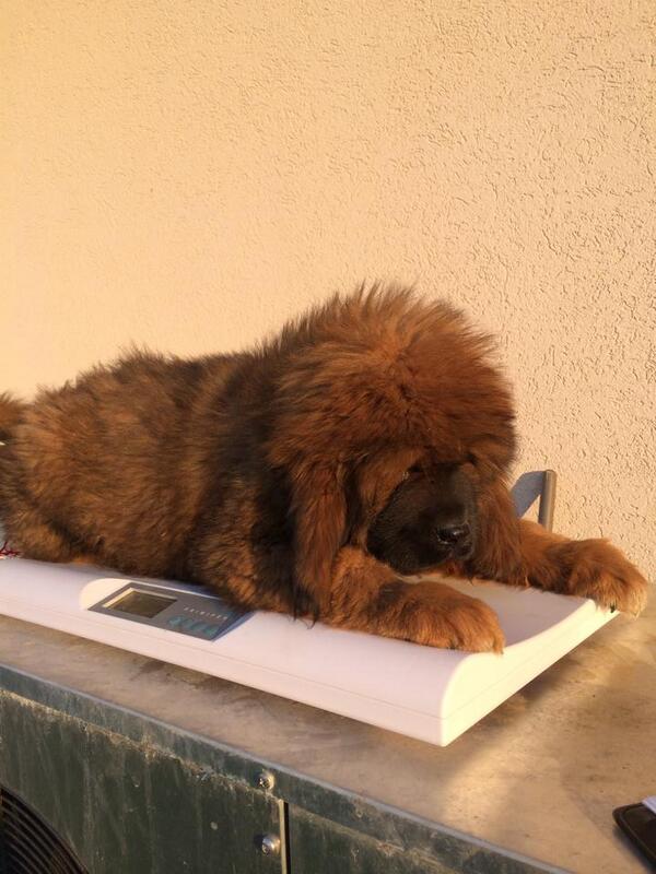 tibetan mastiff de vanzare