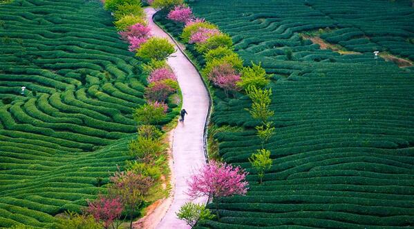 "Tea Farm Spring", Fujian province, China by Zhangning