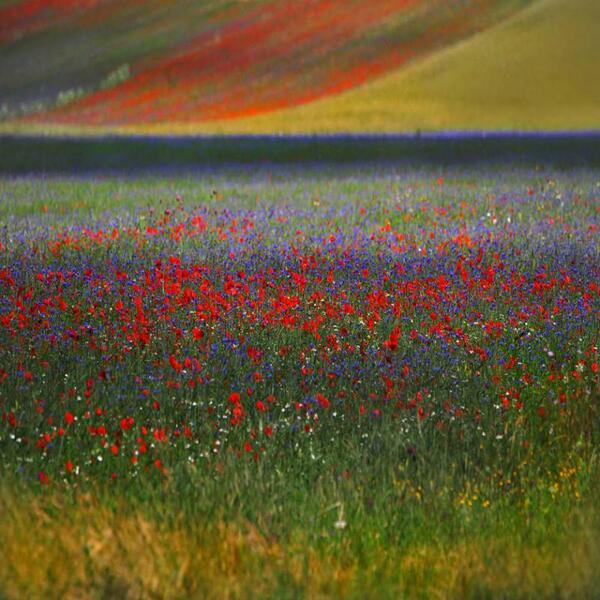 Gabriele Corno tweet media