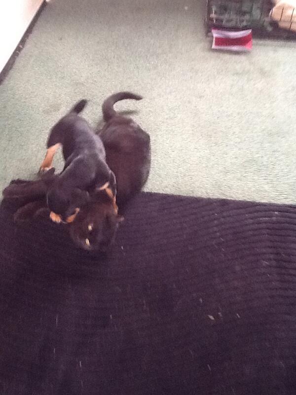 2 month old puppy trying to kill cat