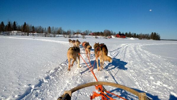 Alaskan huskies' go full throttle on a joy ride. Next on the ice adventure menu - well, ice karting! #lumiainlapland