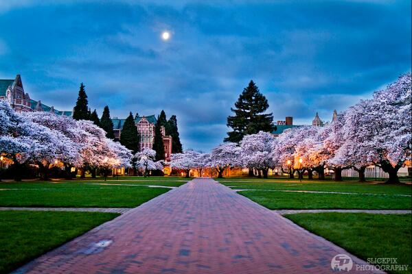 MJMCDERMOTT's tweet photo. Gorgeous 1st day of Spring photo from David of SlickPix Photography.  The cherry blossoms at the UW Quad.  #Q13FOX http://t.co/syWgKLMwn0