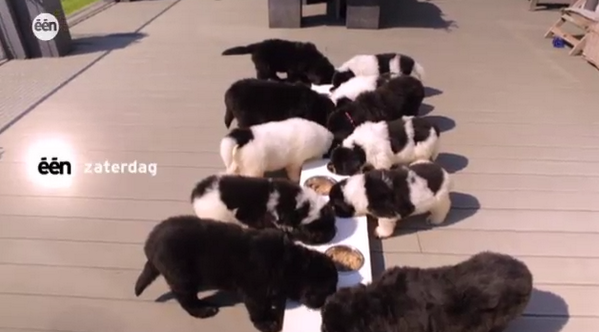 DierenInNesten's tweet photo. Zaterdag #diereninnesten: behind the scenes with bees, energieke puppies &amp; nog meer beestige verhalen om 20u10 @een http://t.co/JhkUWPivhK