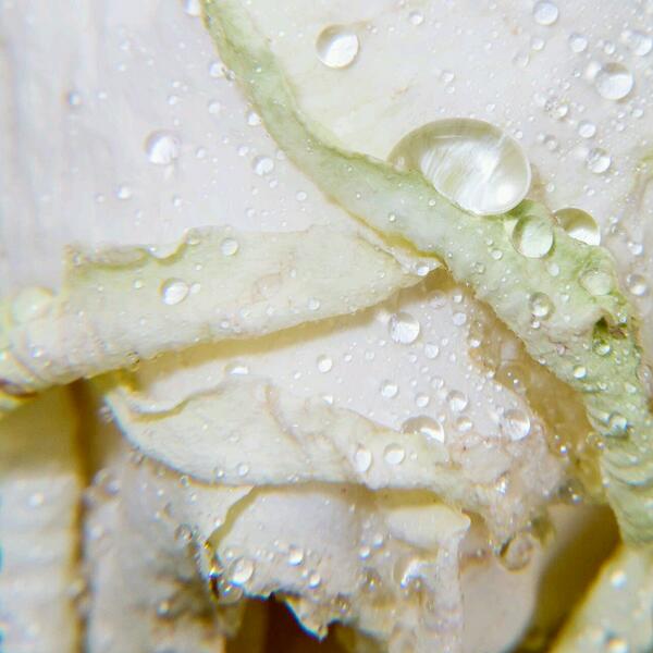 daltopper's tweet image. #macro fotografie