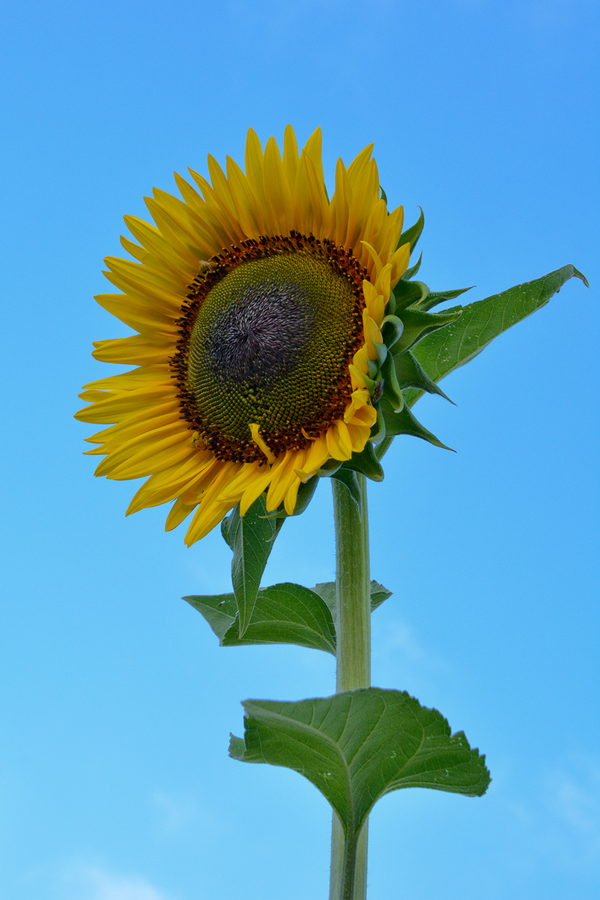 Science Museum of Minnesota tweet media