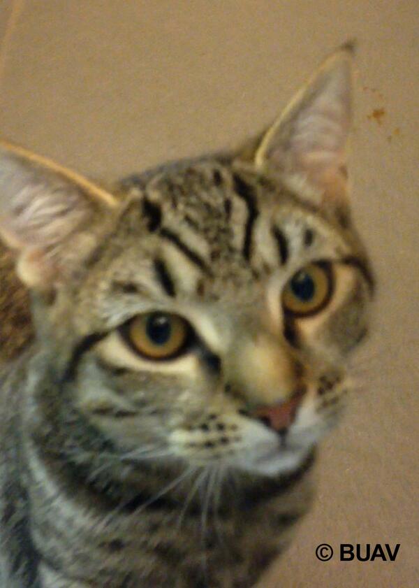 JaneFallon's tweet image. Please sign &amp;amp; RT “@thebuav: Its too late for Ben but you can help stop this happening  chn.ge/1dfexlv http://t.co/hF0cgDYSoc”